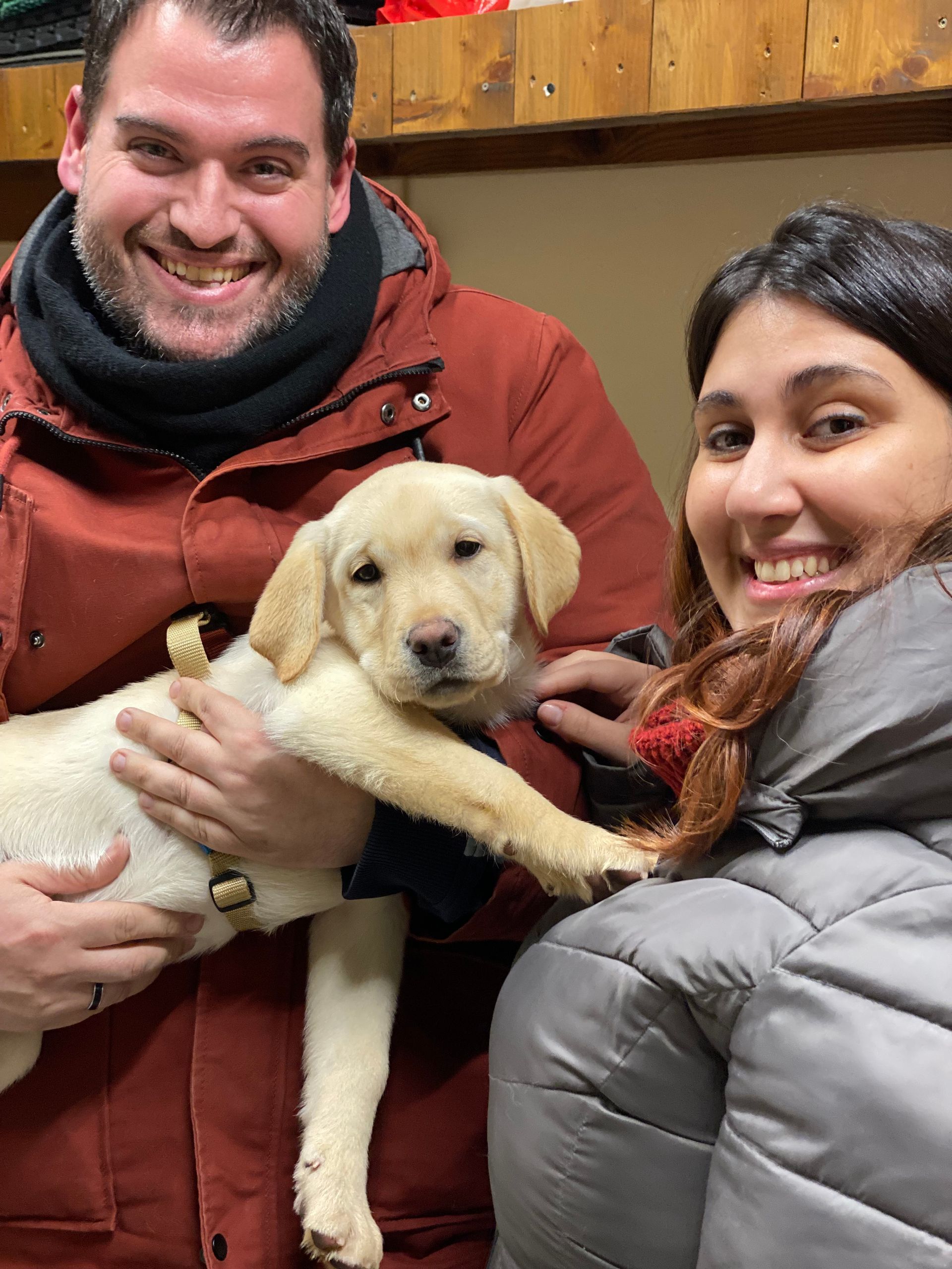 Allevamento Enci FCI Labrador in provincia di Pavia - I Labrador di Casa Paraporti - Consegna cuccioli