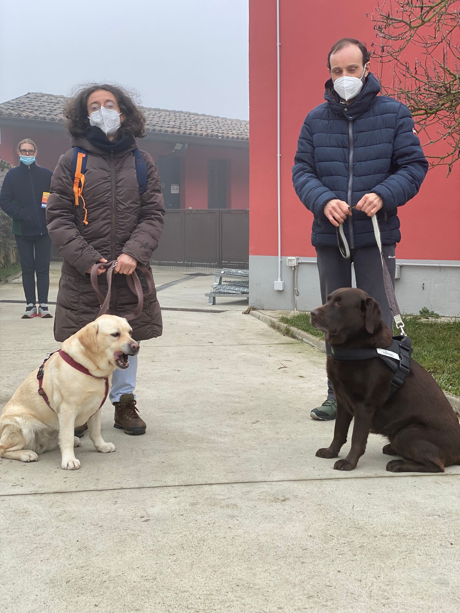 Allevamento Enci FCI Labrador in provincia di Pavia - I Labrador di Casa Paraporti - Consegna cuccioli