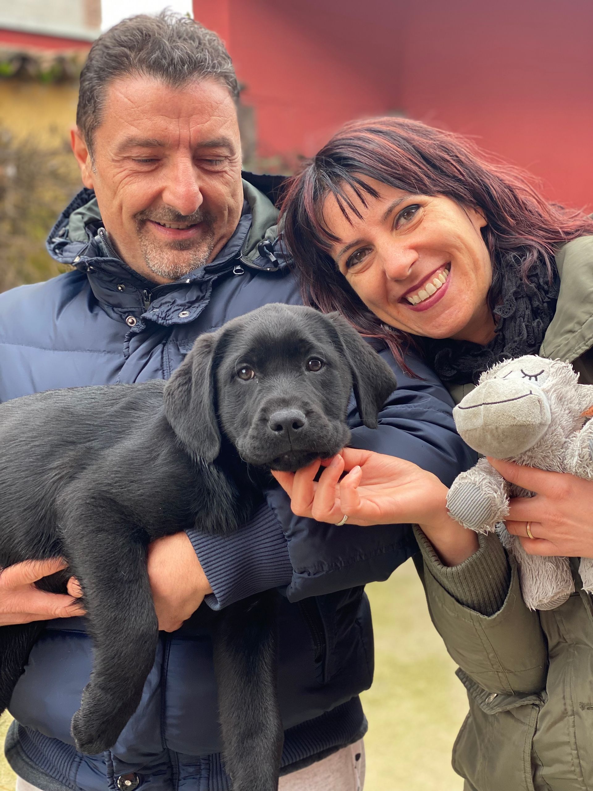 Allevamento Enci FCI Labrador in provincia di Pavia - I Labrador di Casa Paraporti - Consegna cuccioli