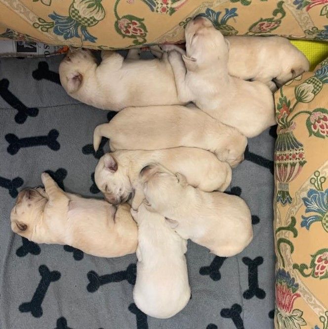 Allevamento Enci FCI Labrador biondi, neri, cioccolato in provincia di Pavia
