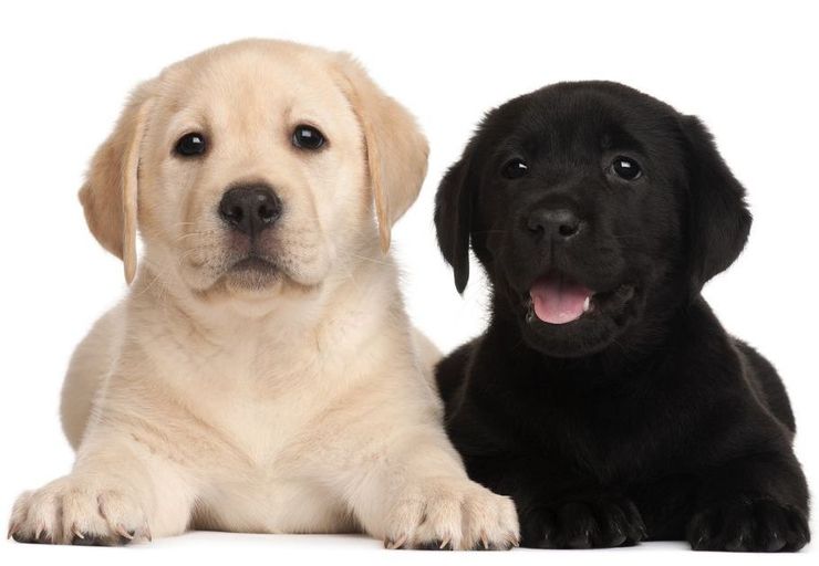 cuccioli labrador disponibili
