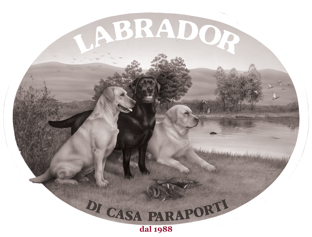Allevamento Enci FCI Labrador in provincia di Pavia - I Labrador di Casa Paraporti