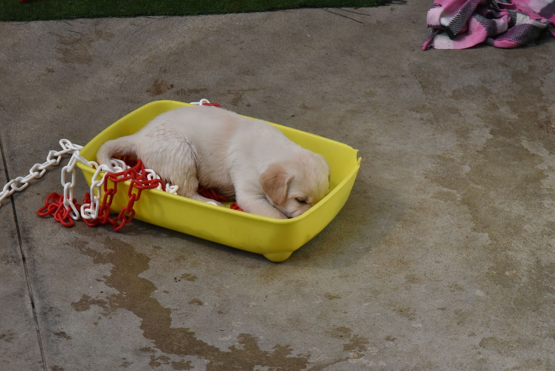 Puppy Academy per Cuccioli di Labrador Ottobiano, - Pavia