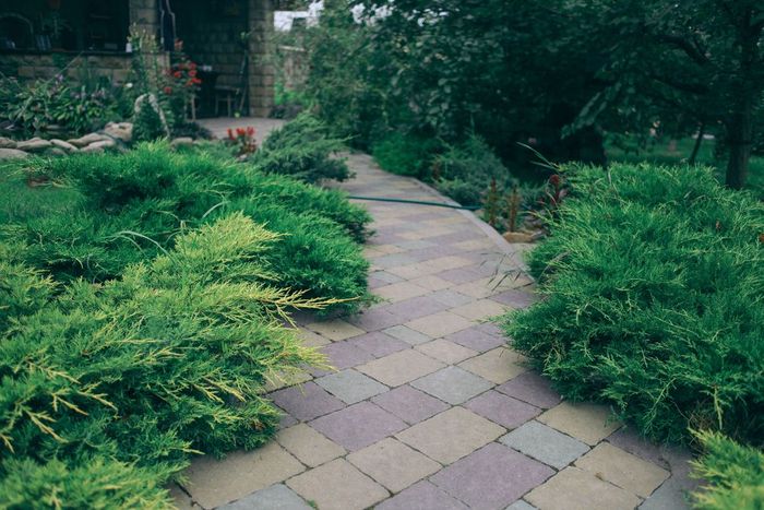 A walkway surrounded by trees and bushes in a garden.