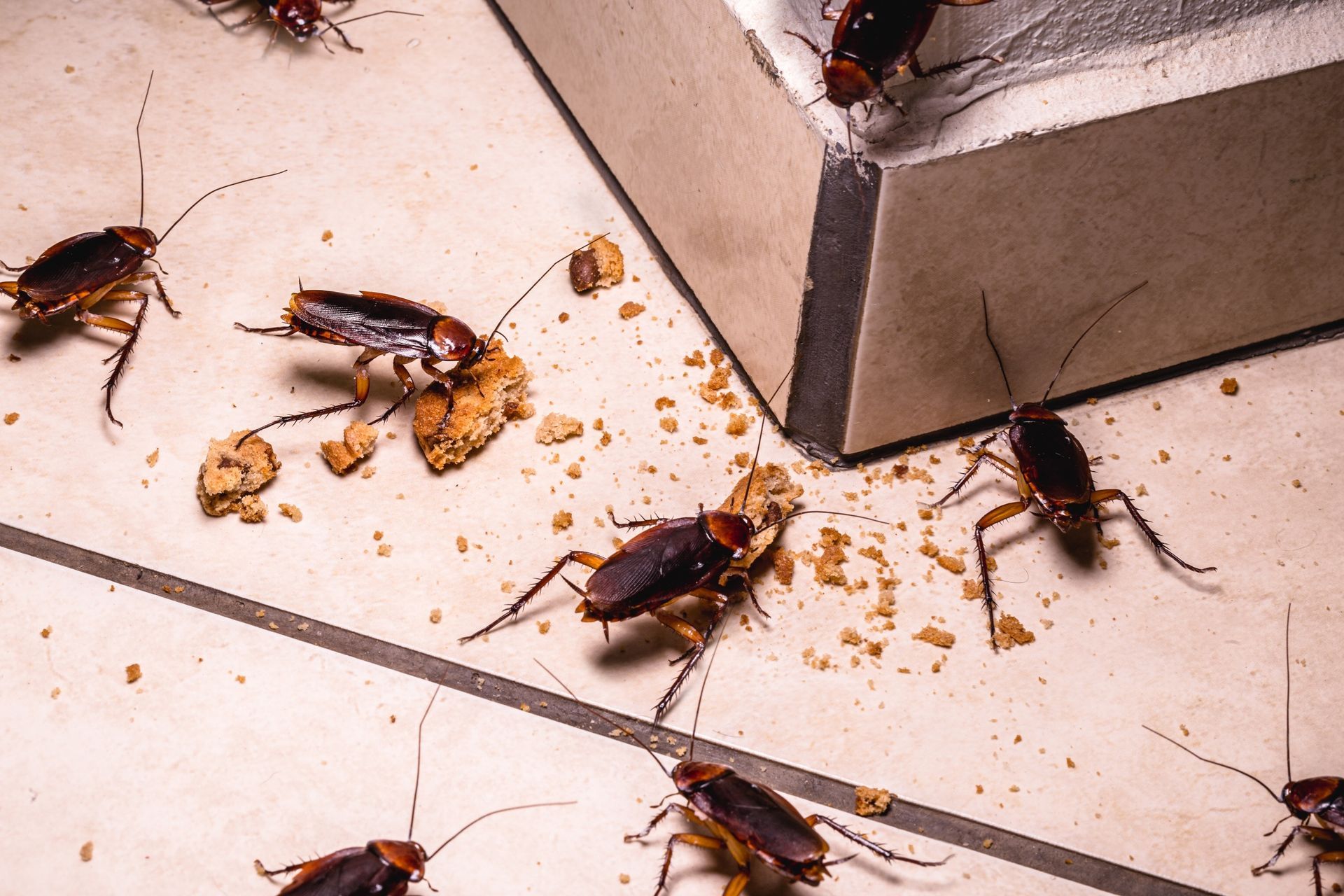 Several cockroaches crawling on a tiled floor beside a wall corner