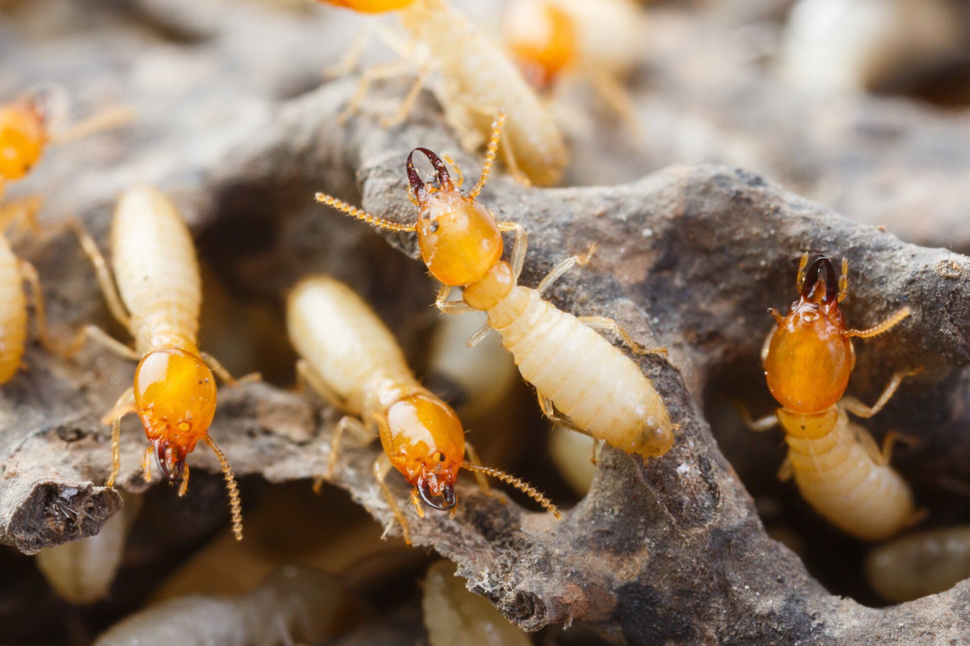 Termites crawling on wood and dirt, close-up macro view