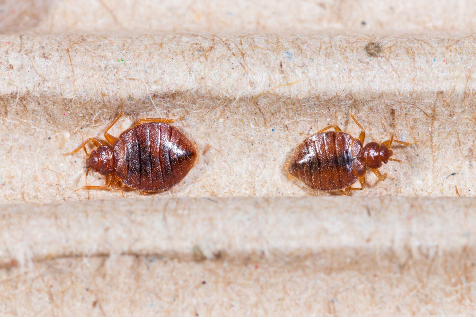 Two brown bed bugs on a beige textured surface