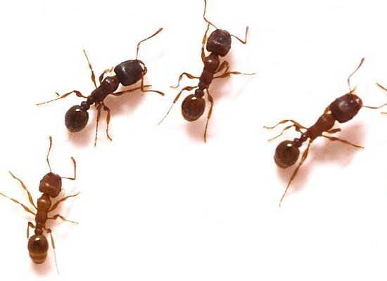 Three black ants on a white background, with one brown ant in the lower left.