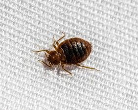 Close-up of a brown bed bug on white textured fabric