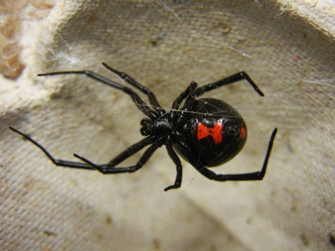 Black widow spider with red hourglass marking on a beige fabric surface