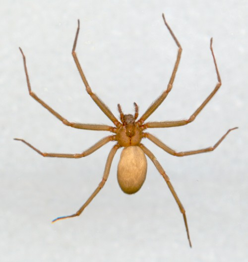 Tan spider with long legs on a white background