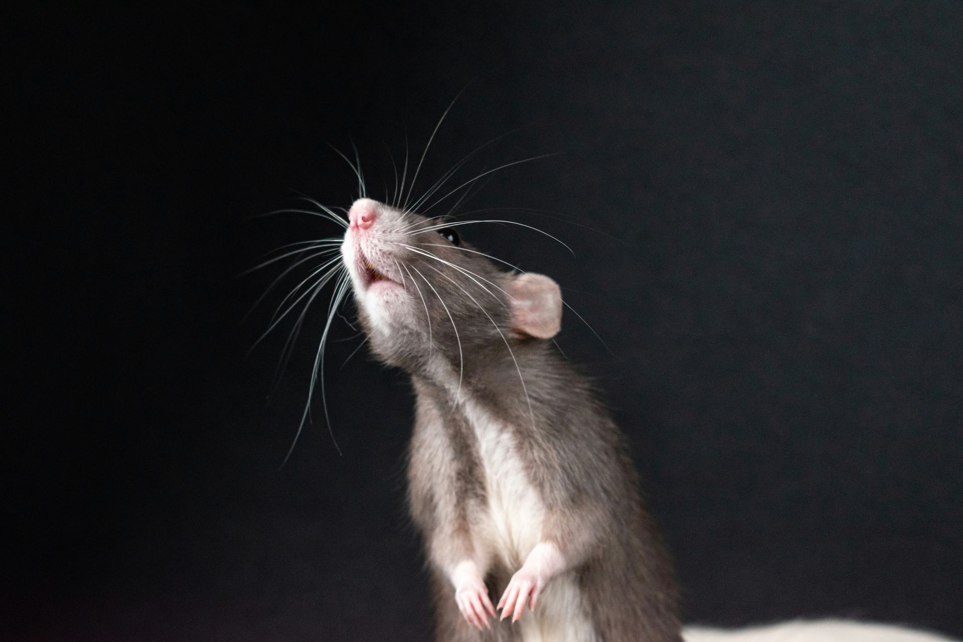 Gray rat looking upward against a black background