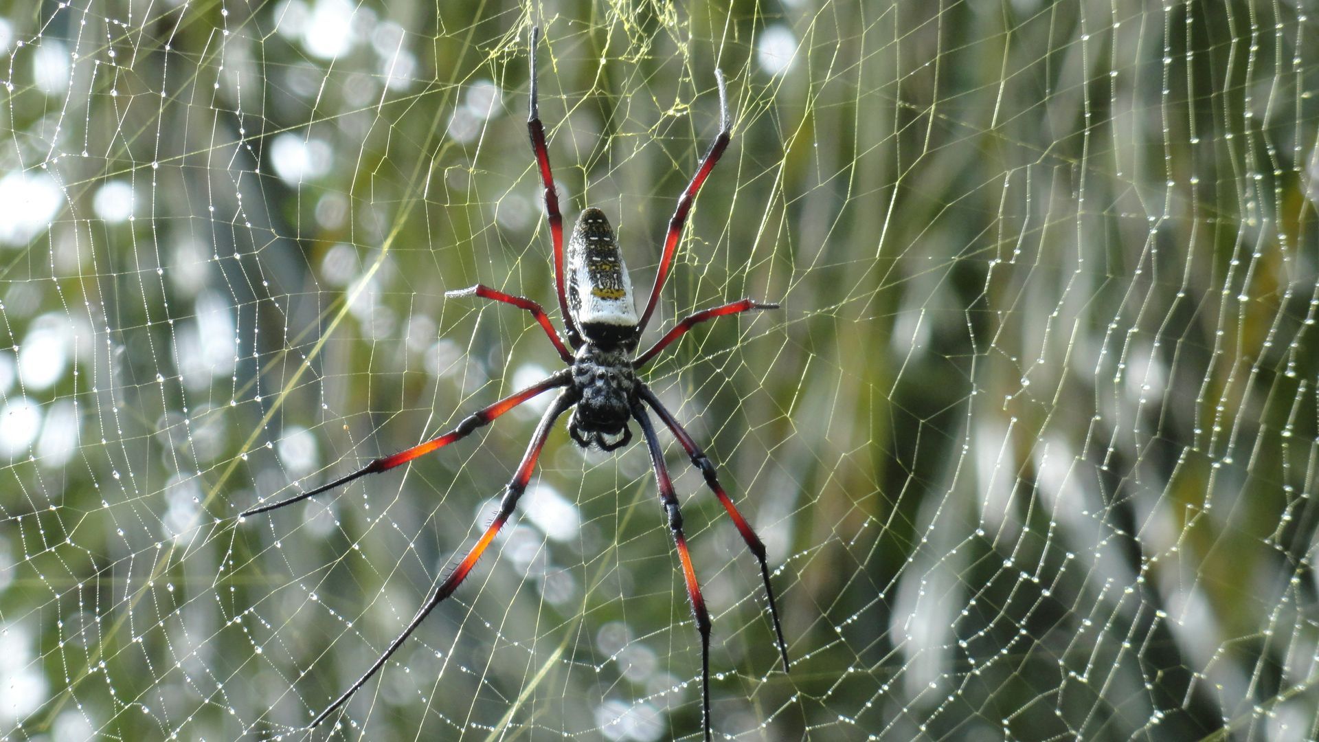 Black and red spider on a web with blurred green background