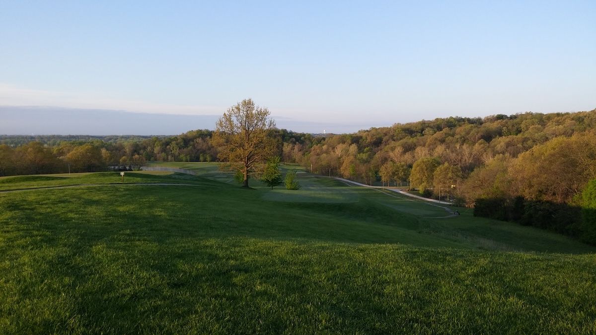 Sunlit green hillside with a lone tree and wooded horizon under a clear sky