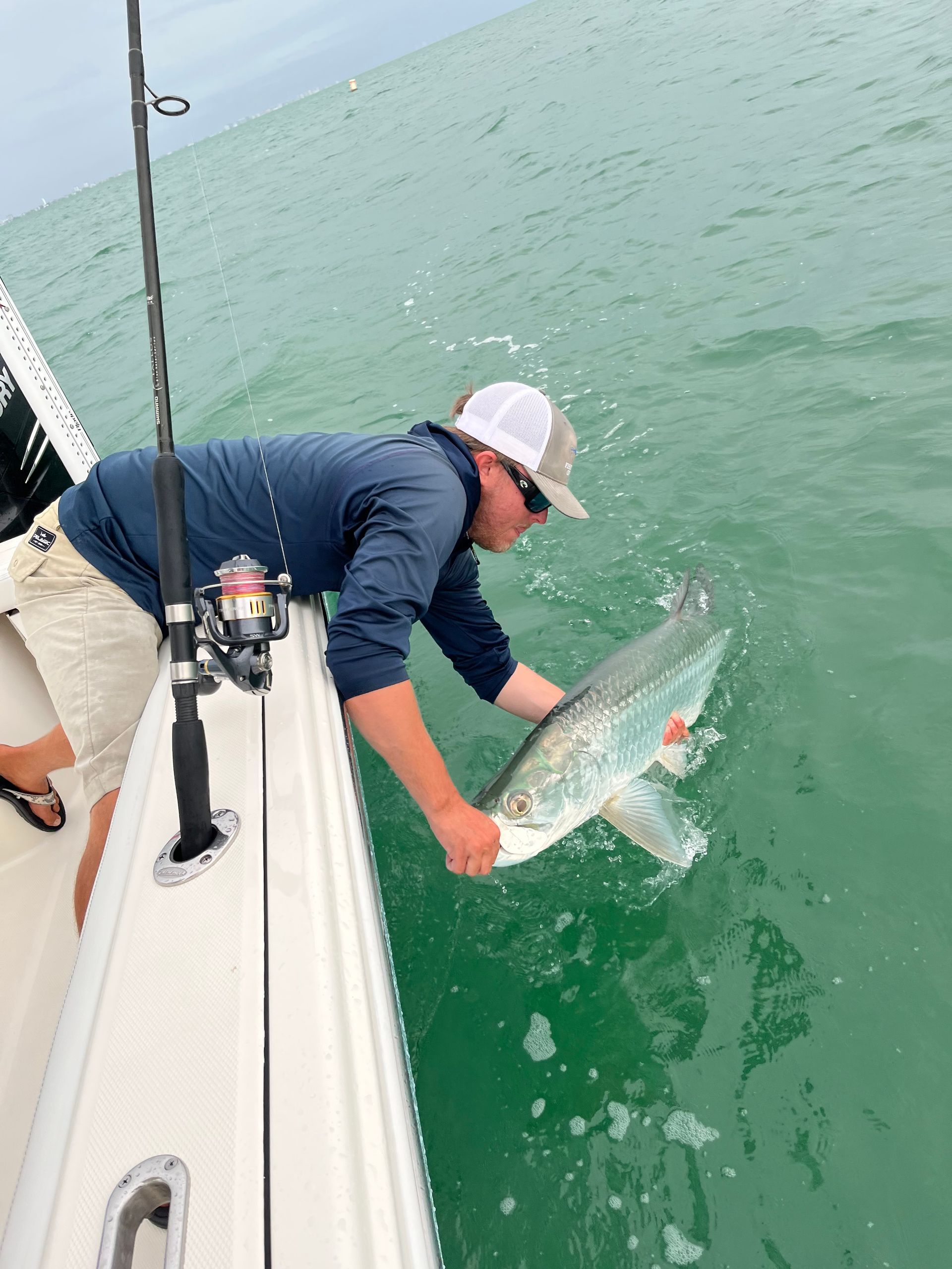 tarpon