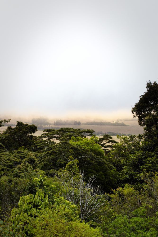 A Lush Green Forest With Trees And Bushes — A1 Cleaner Carpets N Homecare In Ravenshoe, QLD