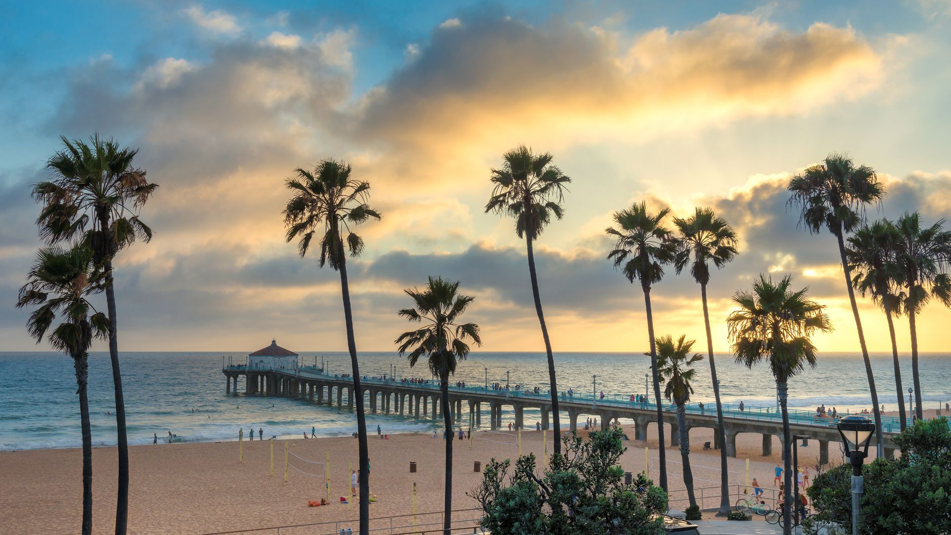 Beach palm trees