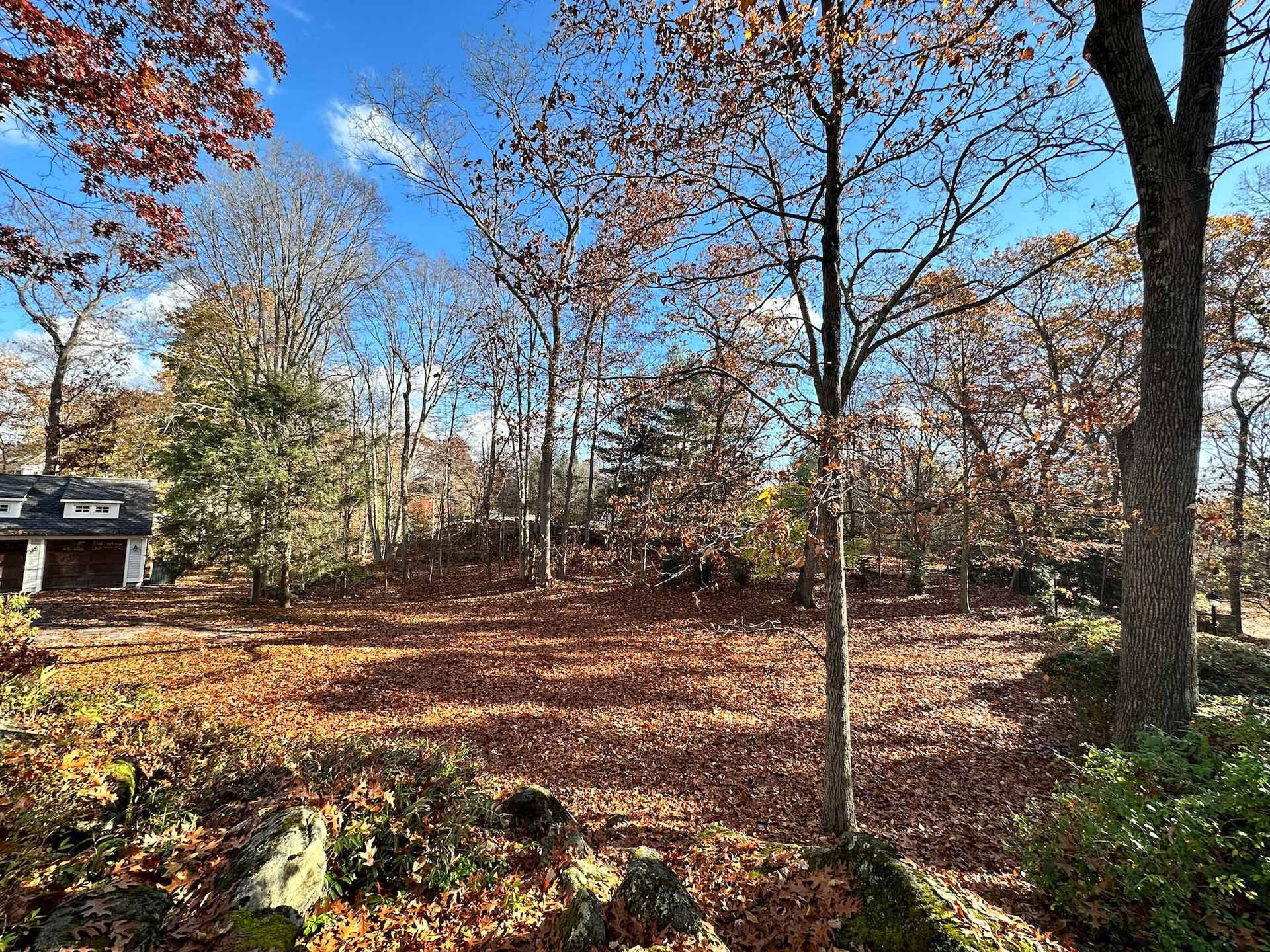There is a house in the background and a lot of leaves on the ground.