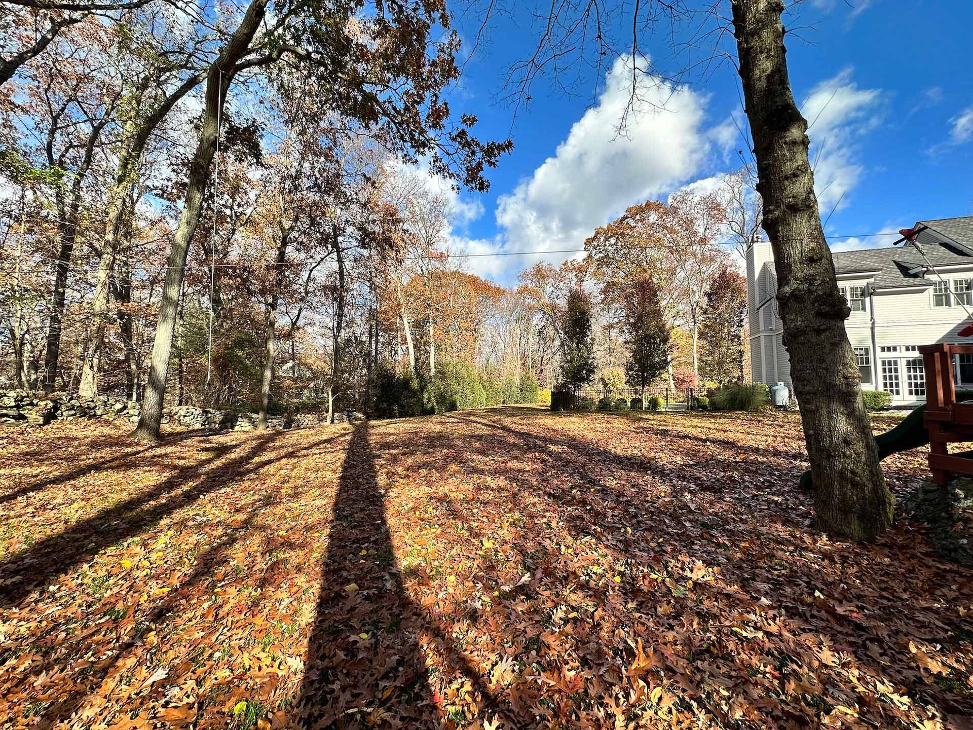 A shadow of a tree is cast on a pile of leaves in a park.