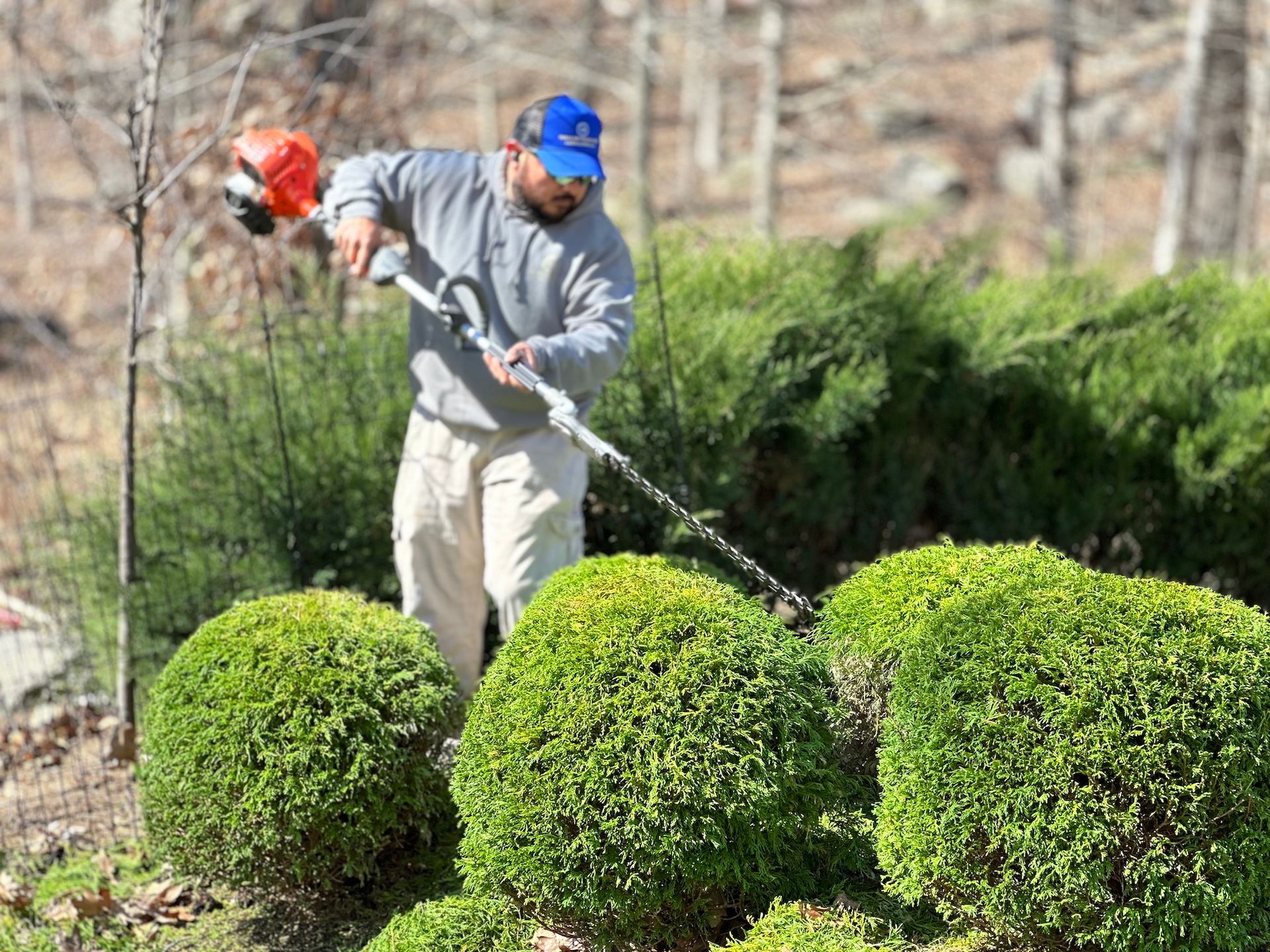 A man is trimming bushes with a trimmer in a garden.