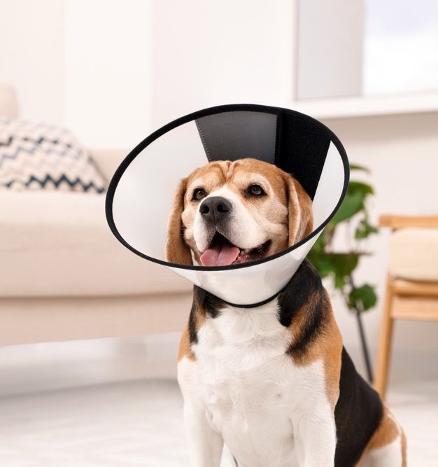 Beagle dog wearing a clear cone collar, sitting indoors, with its tongue out.