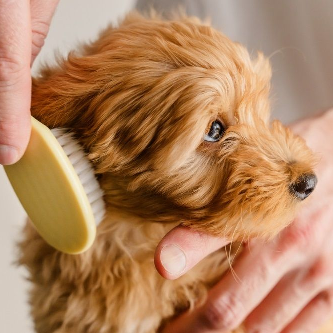 Person brushing a small, brown, fluffy dog; dog looks content.
