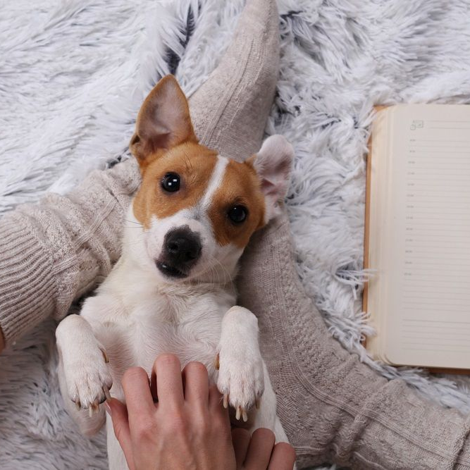 Dog, white and brown, lies on its back between a person’s legs, being petted on a fuzzy blanket with a notebook nearby.