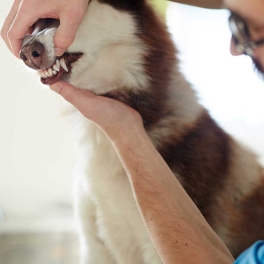 Person examines dog's teeth. Dog is white and brown. Indoors, daylight.