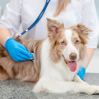 Veterinarian using a stethoscope to examine a Border Collie dog with brown and white fur.