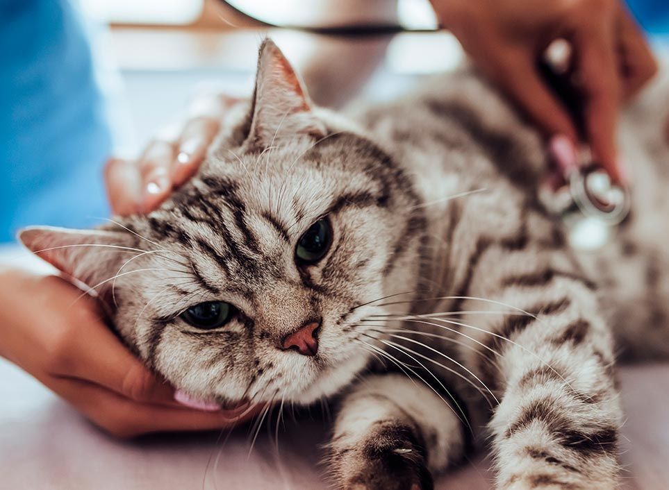 Cat at vet's office being examined with a stethoscope. A hand is gently petting the cat.