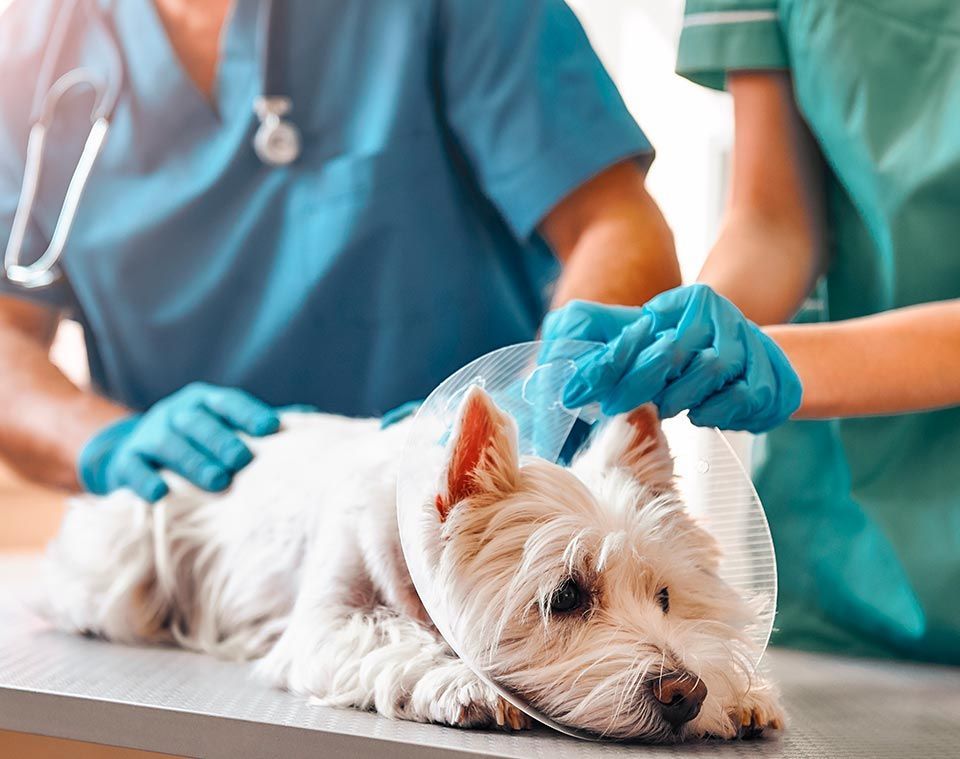 Dog wearing cone being examined by two vet staff, one administering something.