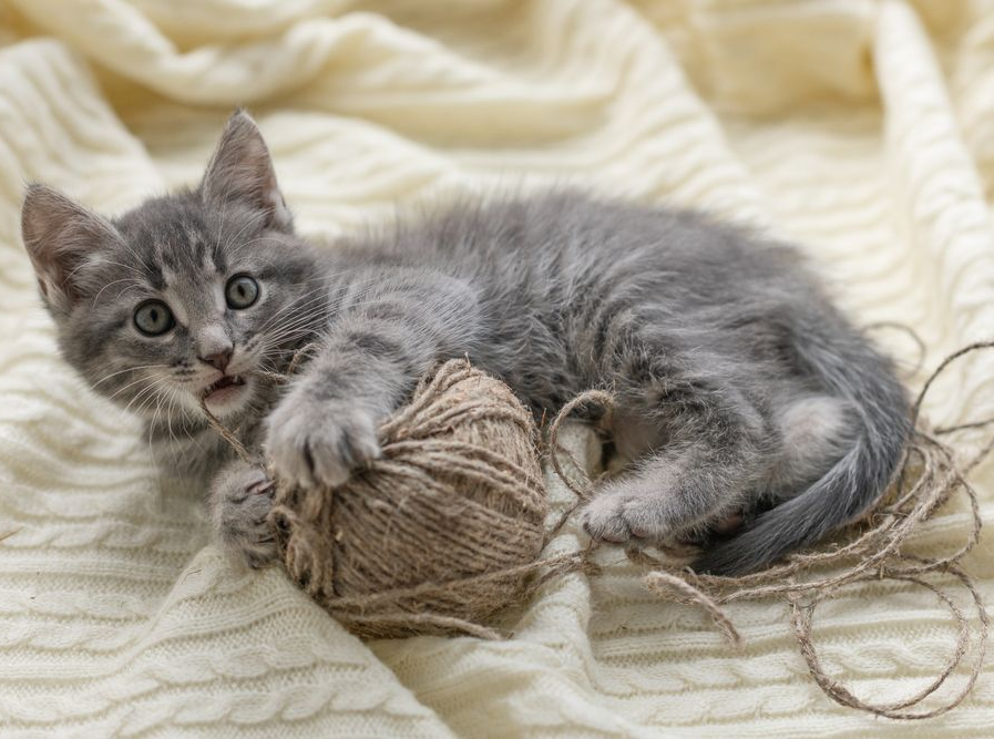 Gray kitten playing with a ball of yarn, lying on a cream-colored knitted blanket.