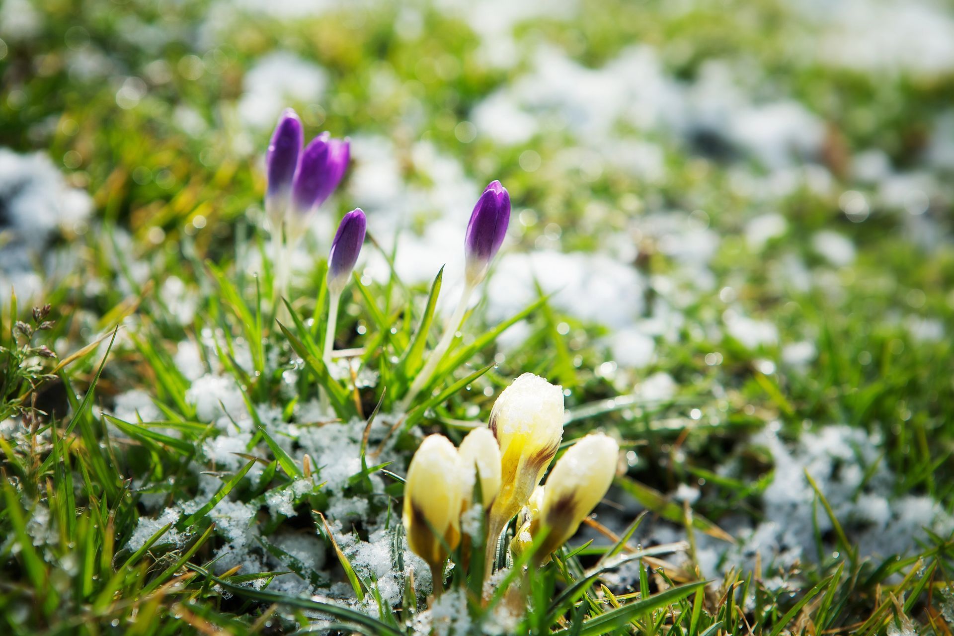 piante inverno