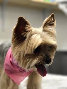 A small dog wearing a pink bandana is sitting on a bed.