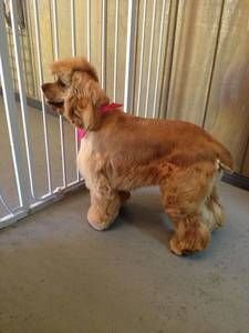 A cocker spaniel with a pink collar is standing next to a fence.