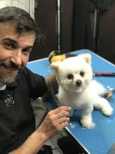 A man is grooming a small white dog on a blue table.