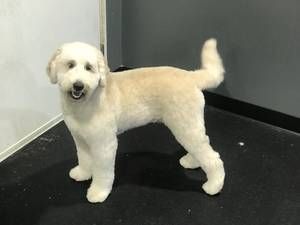 A small white dog is standing on a black carpet in a room.