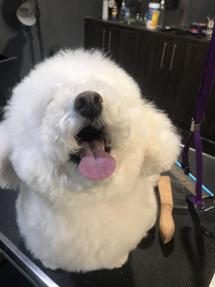 Dog Styling