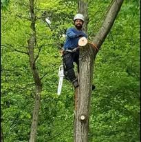 Arborist cutting a tree limb with a chainsaw while wearing safety gear.