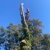 Arborist in safety gear atop a tall tree against a clear, blue sky, cutting off a branch.