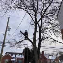 Person on a tree branch trimming branches near power lines, with houses in background.