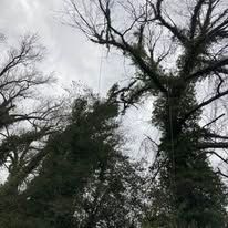 Trees with bare and leafy branches reach toward a cloudy sky.