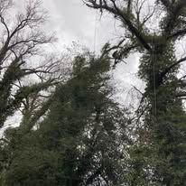 Trees with bare branches and evergreen foliage reaching toward a cloudy sky.