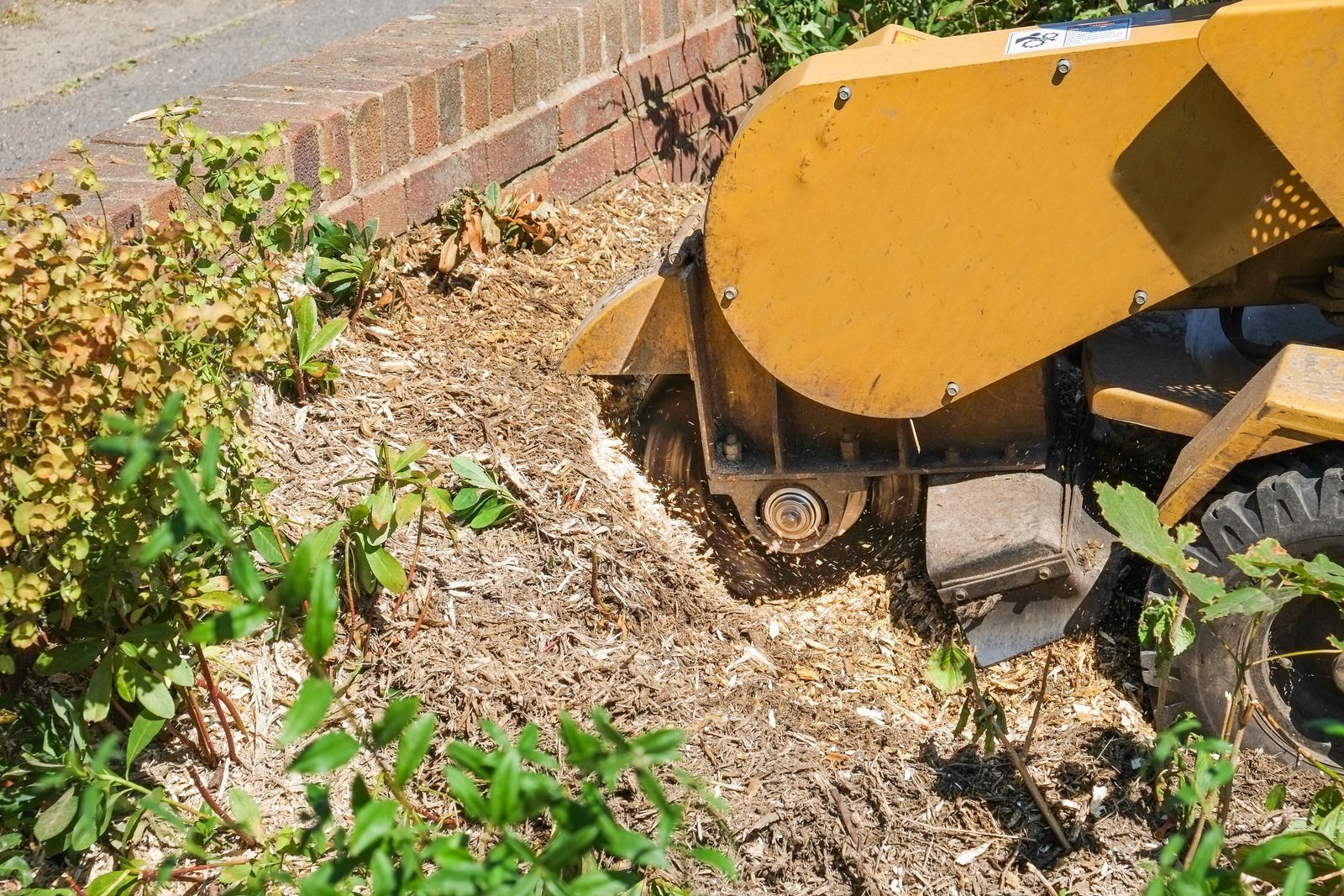 Worker using a yellow stump grinder to mulch a tree stump in a grassy yard