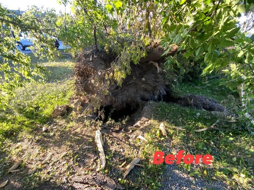 Uprooted tree with exposed roots in a grassy yard, labeled “Before” in red text.