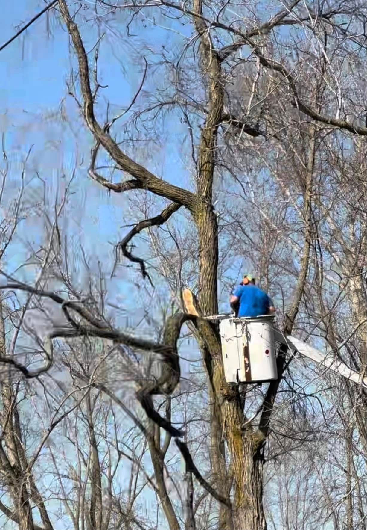 Worker in a bucket lift trimming branches on a tall leafless tree against a blue sky