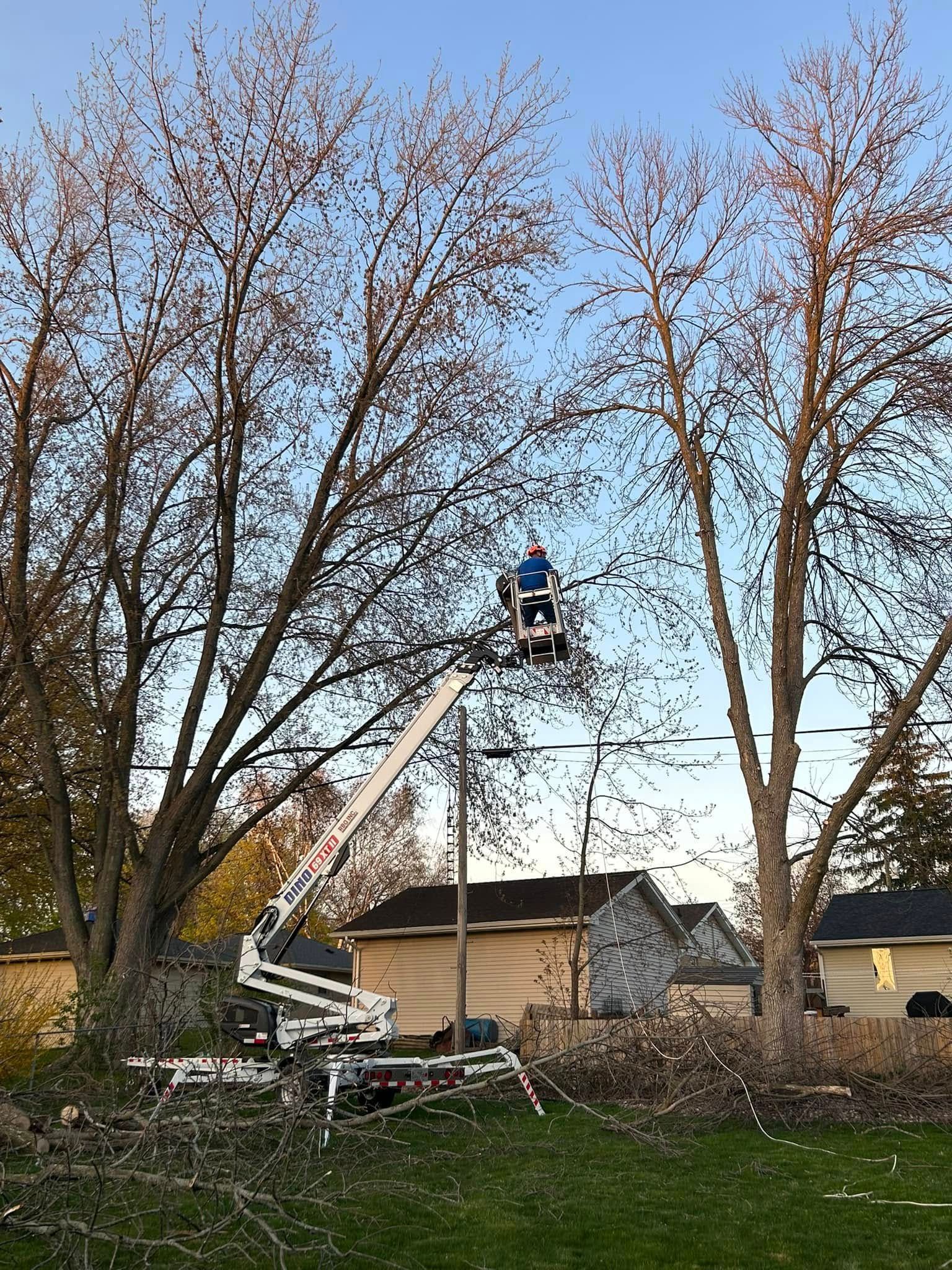 Worker in a bucket lift trimming tall trees in a yard beside a house.