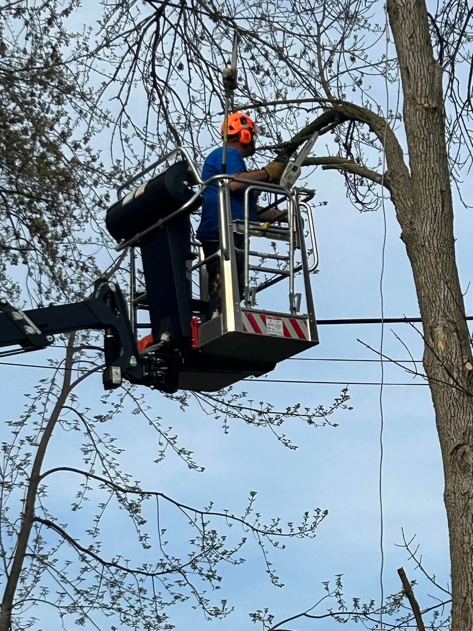 Worker in an orange helmet trimming a tree from a bucket lift amid bare branches and power lines.