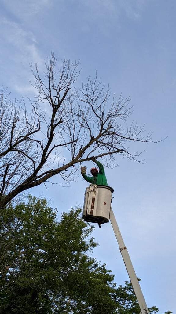 Worker in a cherry picker trimming branches from a bare tree against a blue sky