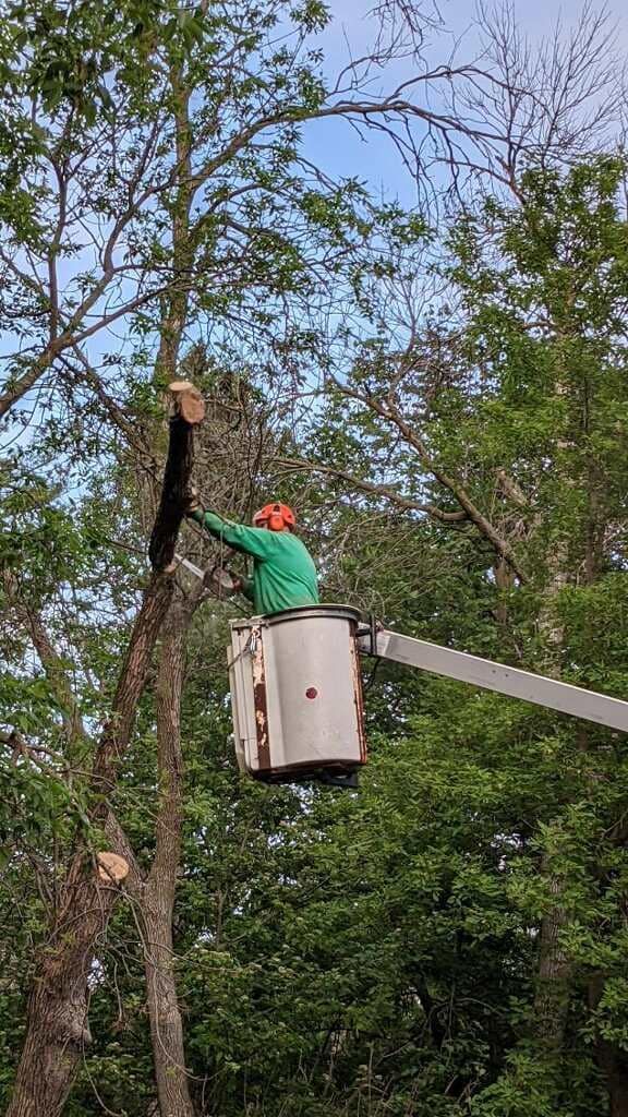 Worker in a bucket lift trimming a tree branch with a chainsaw amid wooded greenery.